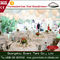 Πολυτέλειας ρομαντική σκηνή 500 δεξίωσης γάμου τομέα εστιάσεως κήπων άσπρη κάθισμα προμηθευτής